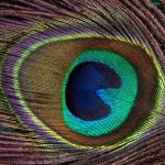 peacock-feather-186339_640